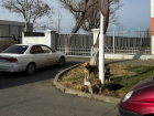 Бастрыкин поручил возбудить уголовное дело за непринятие мер по отлову бездомных собак на Кубани