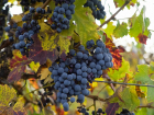 В Анапе собрали более 22 000 тонн винограда