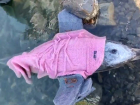 Заболевшего дельфинёнка пытаются спасти волонтёры в Анапе
