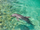 В Анапе в районе морского порта спасли дельфиненка