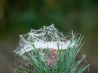 Советы для анапских садоводов: как избавиться от паутинного клеща