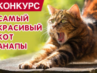 Внимание! Стартовало голосование в конкурсе «Самый красивый кот Анапы»