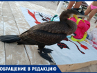 Екатерина Рязанова спрашивает, как помочь птице с поврежденным крылом на пляже под Анапой