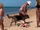 Собак купают рядом с детьми на пляже в Анапе