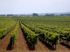 В 2023 году производство саженцев винограда в питомниках Анапы и других городов Кубани вырастет на 23%