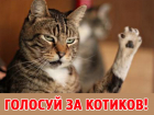 Завтра голосуем за участников конкурса "Самый красивый кот Анапы" 