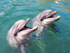 В Анапе отмечают Всемирный день китов и дельфинов 
