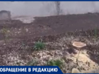 На улице Новороссийской спилили белую шелковицу: анапчане возмущены