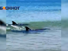 Бесплатный дельфинарий в Благовещенской: дельфины резвятся у самого берега