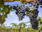 Урожай винограда в Анапе в этом году сократился