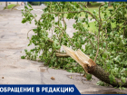 Александр Иванов считает, что вид Анапы портят ветки деревьев, которые валяются под ногами