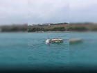 Мертвого дельфина обнаружили недалеко от пляжа в Анапе