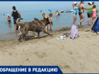 Гости курорта обратились к мэру с просьбой убрать бродячих собак с пляжа