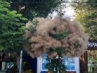 Дерево-облако: в Анапе цветет скумпия