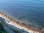 На пляж 40 лет Победы штормом принесло красные водоросли