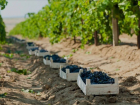 В Анапе собрали около 5,5 тысяч тонн винограда
