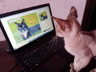 Определилось десять лидеров в конкурсе «Самый красивый кот Анапы»