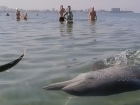 Как ручные: в Анапе дельфины купаются в море вместе с отдыхающими