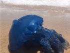 Под Анапой в станице Благовещенской обнаружили ярко-синюю средиземноморскую медузу