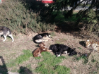 В центре Анапы десять бездомных собак облюбовали газон