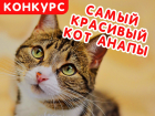 Голосование в конкурсе «Самый красивый кот Анапы» завершилось