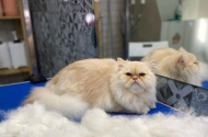  Стрижка кошек, экспресс-линька - груминг салон "Fuzzy" - 