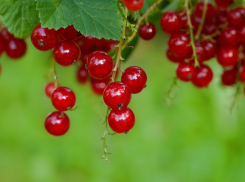 День смородины в Анапе снова начнётся с дождливой погоды