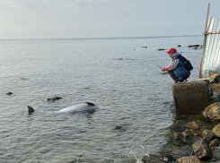 Резкий рост гибели дельфинов в районе Анапы: за месяц выбросило 19 особей