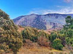  Анапский суд предписал заповеднику «Утриш» защитить лес от пожаров 