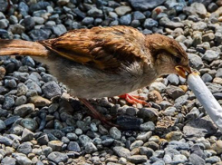 Зачем птицы в Анапе собирают окурки
