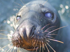 Тюлень, которого везли из Крыма в Геленджик, неожиданно оказался в Анапе