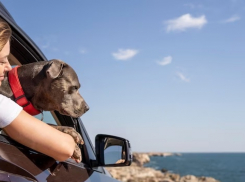 Анапа оказалась на втором месте по популярности для путешествий с домашними питомцами 