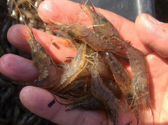 Под Анапой поймали браконьера с тремя тысячами креветок 