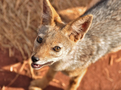 В дом к анапчанам зашёл голодный шакал