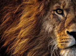 Анапский прокурор в суде бился за африканских львов