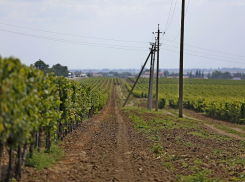 Прошедший циклон может негативно отразиться на урожае винограда в Анапе