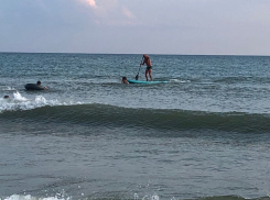 Нахальная чайка и дельфины устроили охоту за рыбой в Анапе прямо на глазах у туристов