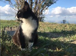 Анапа - кошкина столица: рейтинг самых фотогеничных котиков