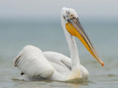 В Анапу прилетели пеликаны
