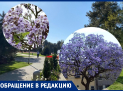 Растение павловния: анапчанин предлагает благоустроить город