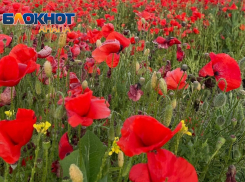 Захватите панамки: в Анапе с каждым днем всё жарче