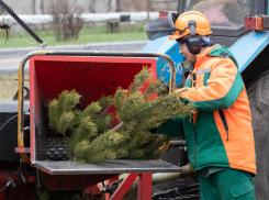 Стало известно, куда в Анапе можно сдать новогодние ёлки