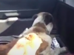 Собака, которую таскали под Анапой на поводке за машиной жива