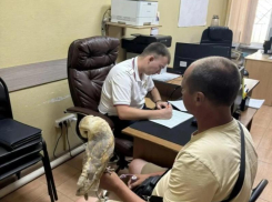 Фото с совами и голубями на пляжах Анапы: полиция пресекает незаконный бизнес