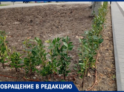 «Растения уже в плохом состоянии»: анапчанка о новом озеленении в Анапе