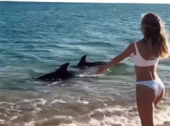 В Анапе засняли дельфинов, резвящихся у самого берега