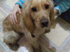 Добрый пёс ищет своих хозяев