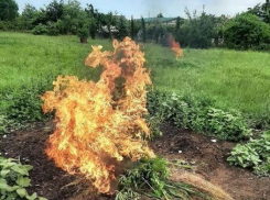 Полиция обнаружила под Анапой 49 кустов, похожих на коноплю и уничтожила их