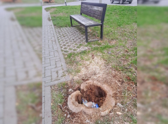 В Анапе появились позорные для курорта «экоурны» – в них превратились неубранные пни