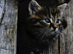 Когда человеку до всего есть дело: крик души или как в Анапе спасали котенка